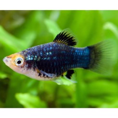 Platy sort tuxedo